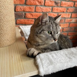 Duży Drapak dla kotów Beżowy 255-265cm P70503