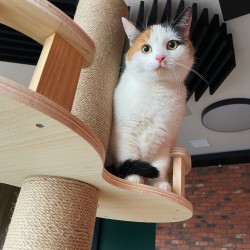 Duży Drapak dla kotów Beżowy 255-265cm P70503